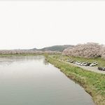 大河原「一目千本桜」散り始めていました。明日は春の嵐！
