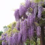 若林公園の藤棚が満開！白い藤の花もありました！宮城県白石市 観光スポット